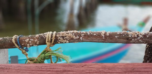 Close-up of dead plant against wooden railing