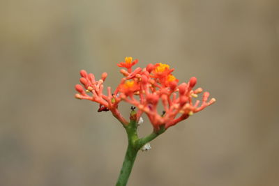 Close-up of orange flowering plant