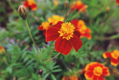 Close-up of flowers blooming outdoors