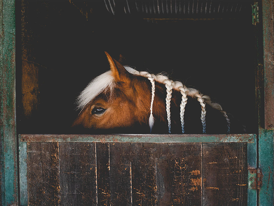 CLOSE-UP PORTRAIT OF HORSE IN STABLE