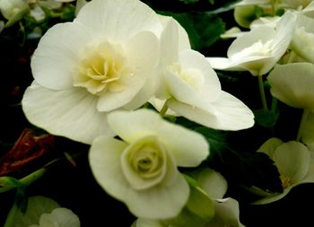 Close-up of white flowers blooming outdoors