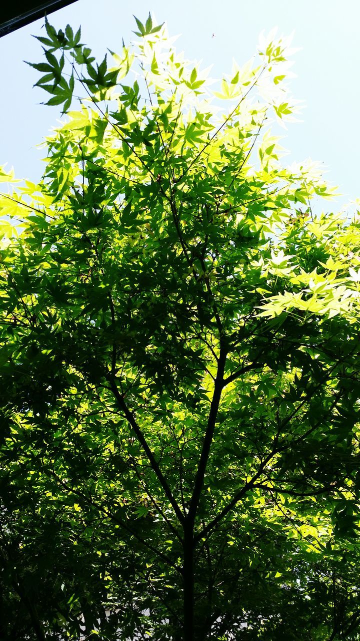 tree, growth, low angle view, branch, green color, clear sky, nature, beauty in nature, tranquility, leaf, lush foliage, sky, freshness, day, green, sunlight, outdoors, no people, growing, tranquil scene