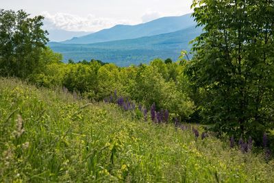 Plants and trees growing on hill against sky