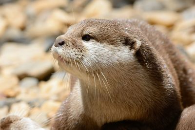 Close-up of seal on beach