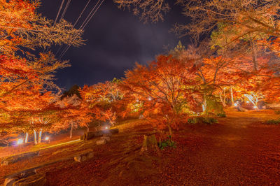 Illuminated road amidst trees during autumn against sky at night