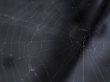 Close-up of spider on web