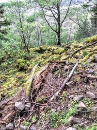 Trees in forest