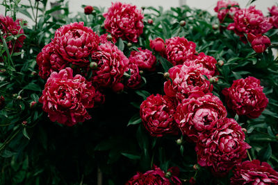 Close-up of flowers