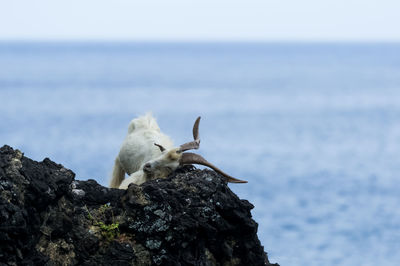 Mountain goat sitting on rock against sea