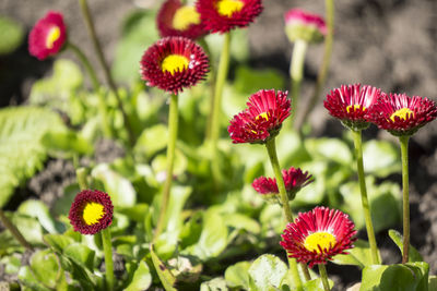 Close-up of red flowers blooming outdoors