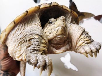 Close-up of tortoise