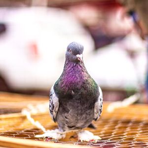 Close-up of bird perching outdoors