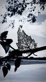 Close-up of tree reflection in lake against sky