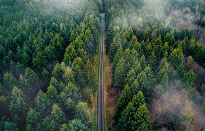 View of pine trees in forest