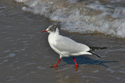 Seagull perching on a beach