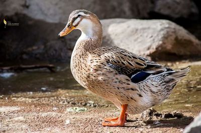 Close-up of bird