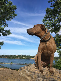 View of dog sitting against the sky