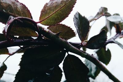 Low angle view of plants against sky