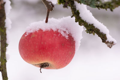 Close-up of frozen fruit tree