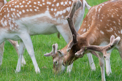 Deer grazing in a field