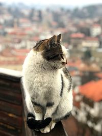 Close-up of a cat looking away