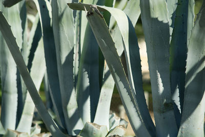 Close-up of succulent plant on field