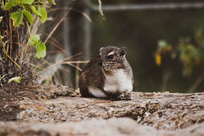 Close-up of squirrel sitting on land