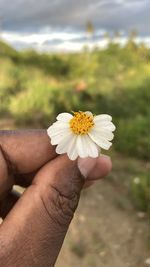 Close-up of hand holding white flower