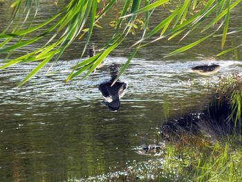 Duck swimming in lake