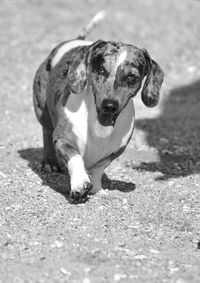 Portrait of dog running in city