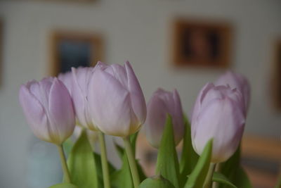 Close-up of pink tulips