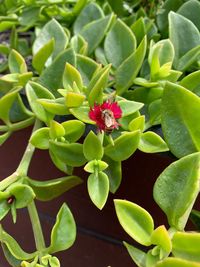 Close-up of red flowering plant