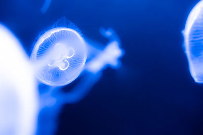 Close-up of jellyfish in water