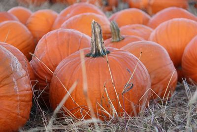 Close-up of pumpkins on field during autumn