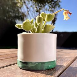 Close-up of potted plant on table