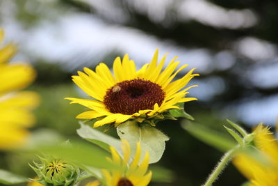 Close-up of yellow flowering plant