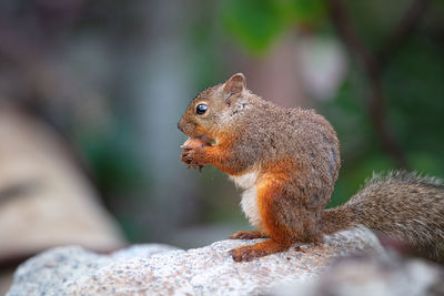 Close-up of squirrel