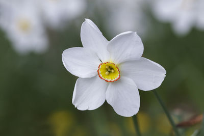 Close-up of white flowering plant