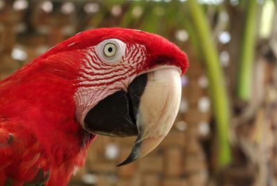 Close-up of a parrot against blurred background