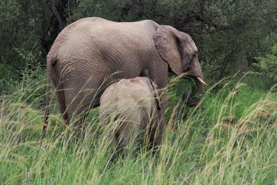 Side view of elephant