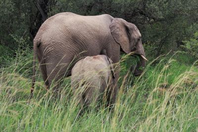 Side view of elephant