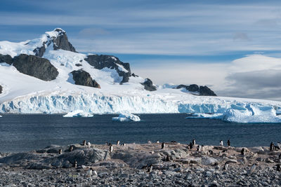 Penguins on rock formation by sea during winter