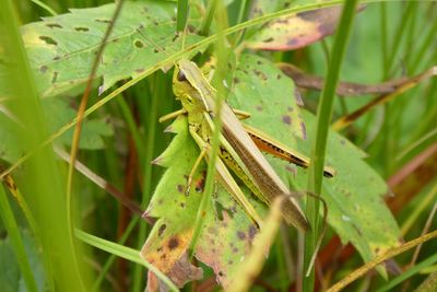 Close-up of insect on leaves