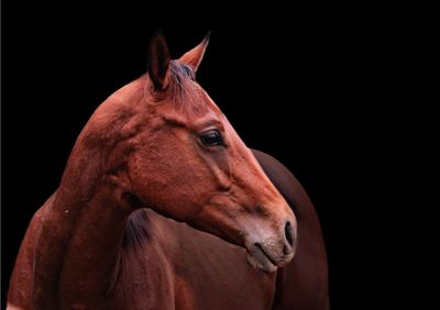 Close-up of a horse against black background