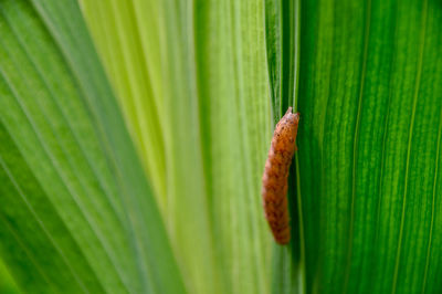 Close-up of caterpillar at plant
