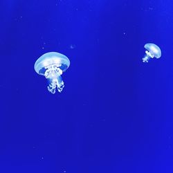 Jellyfish in sea