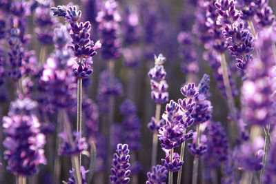 Lavender flower field at sunset rays