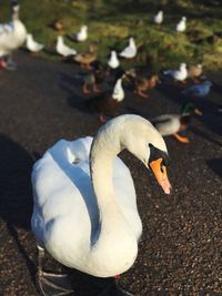 Close-up of swan perching on footpath