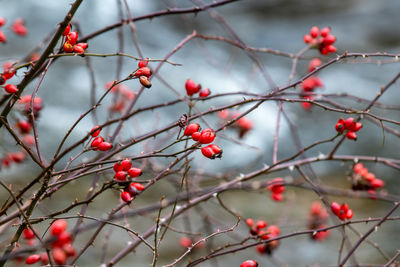 Red rose hips on a shrub at the rur river in monschau, germany