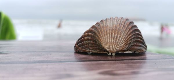 Close-up of shell on the table